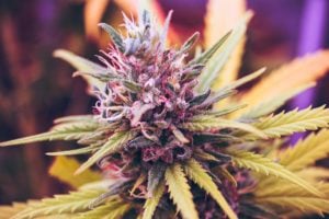 A cannabis flower with purple, yellow, green, and pink hues
