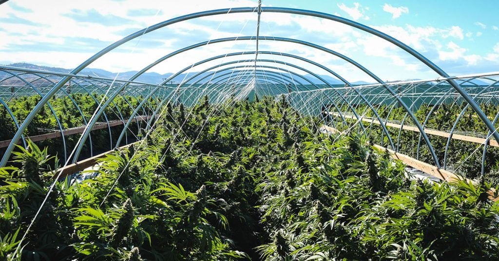 albany marijuana seeds closeup