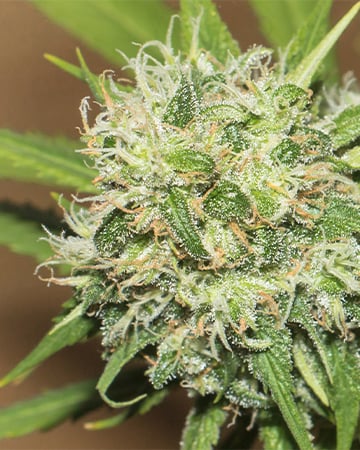 Buy Acapulco Gold Seeds