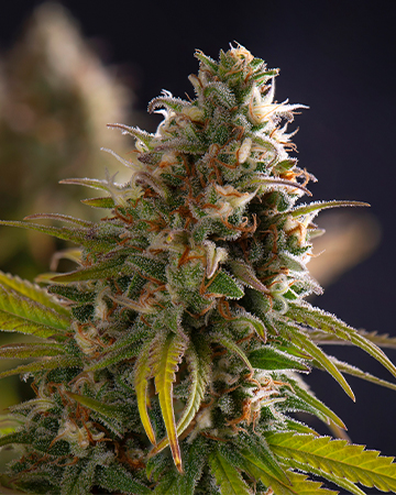 Buy Bruce Banner