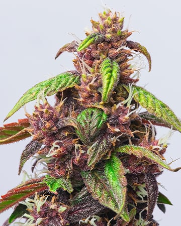 Buy Fruity Pebbles
