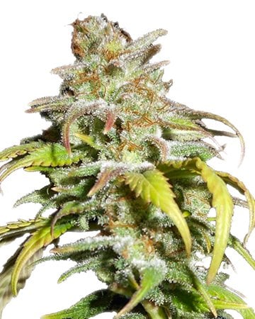 Buy Harlequin CBD