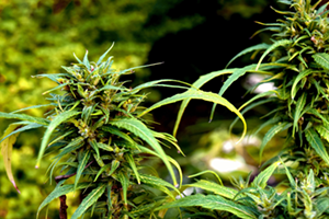 Shop for the best kush seeds at growers choice!