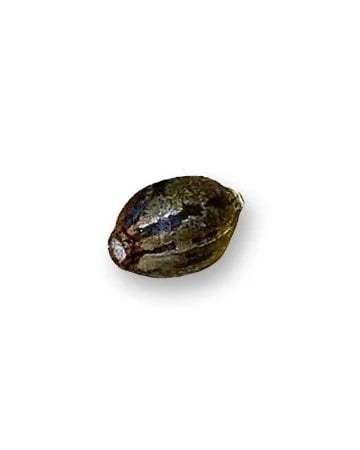 Purple Haze Seed