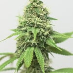 Acapulco Gold Seeds