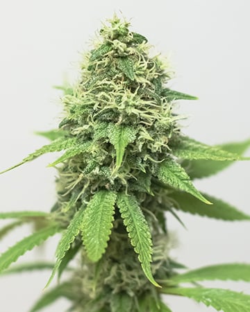 Buy Acapulco Gold Seeds