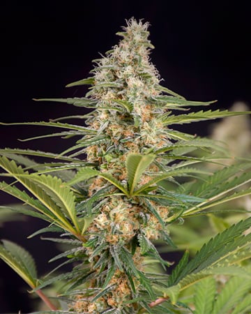 Buy Bruce Banner