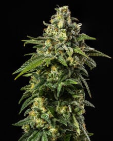 Buy Gelato Feminized Cannabis Seeds