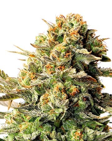 Buy High THC Combo Pack
