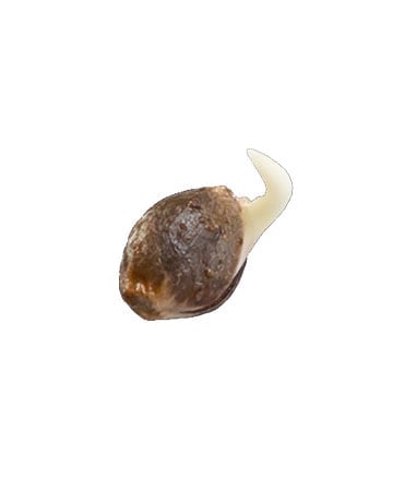 Single Acapulco Gold Seed