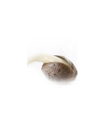 Single Ak 47 Seeds