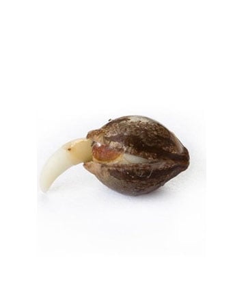 Single Forbidden Fruit Seeds