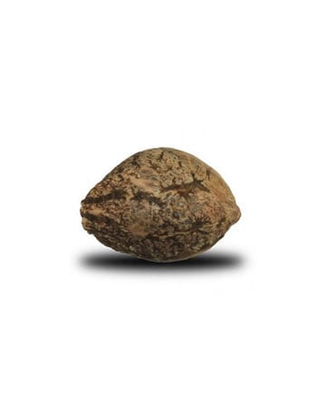 Single Gelato Seed