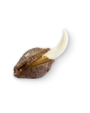 Single Grape Ape Seeds