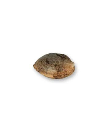 Single Harlequin Seed