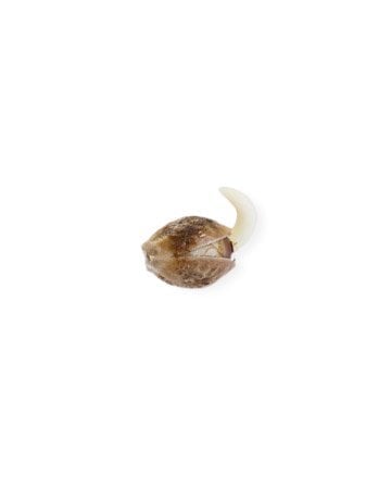 Single Pineapple Express Seed