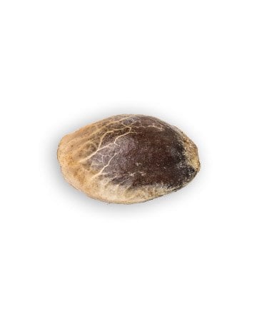Single Trainwreck Seeds