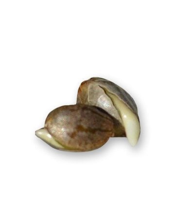 Single Zkittlez Seed