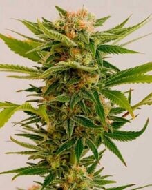 Buy Sour Diesel Seeds
