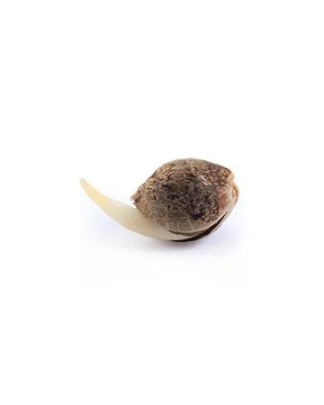 Sour Diesel Seed
