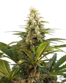 Buy Strawberry Cough