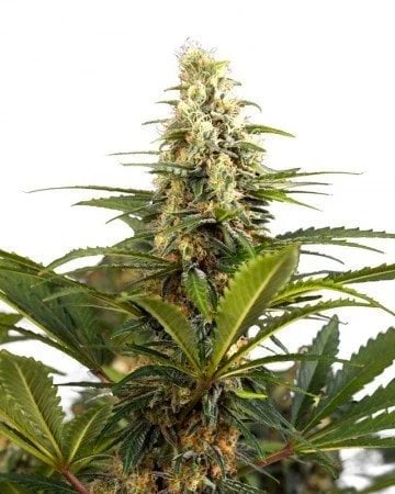 Buy Strawberry Cough