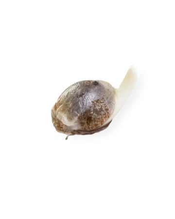 Deliver-Sunset-Sherbet-Feminized-Cannabis-Seeds
