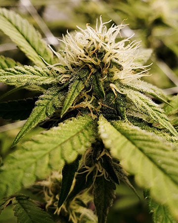 Buy Zkittlez