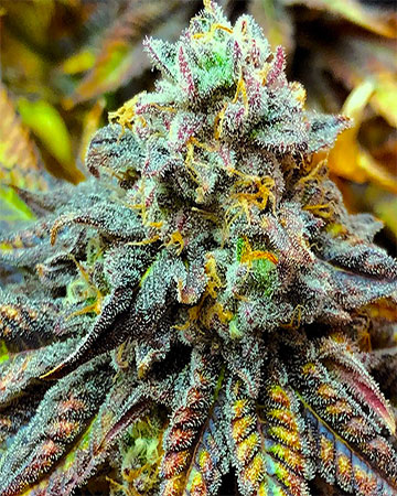 Buy Harlequin CBD