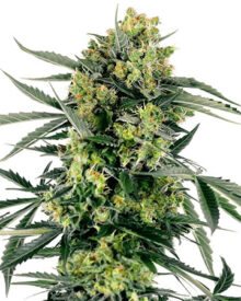 Buy Zkittlez