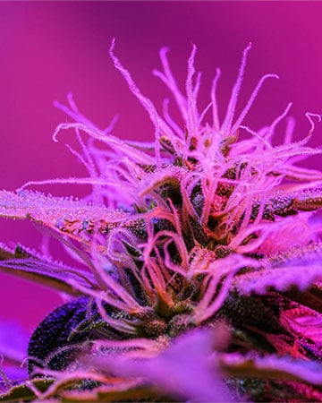 Buy Purple Haze