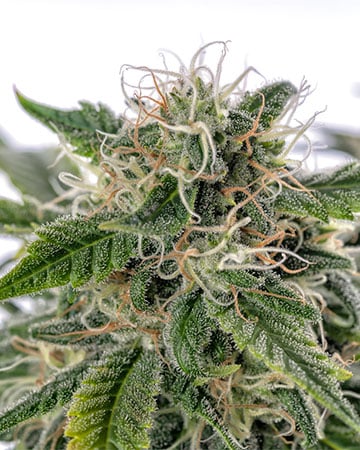 Buy Sour Diesel Seeds