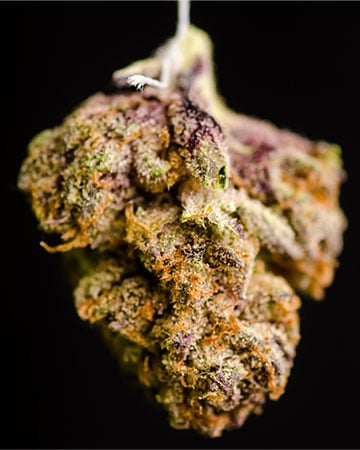 Buy Purple Haze