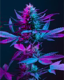 Buy Purple Haze