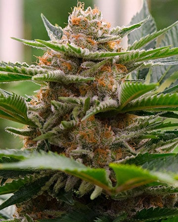 Buy Strawberry Cough