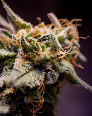 Buy Blue Dream seeds