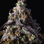 Blue Dream Seeds