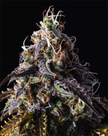 Buy Blue Dream seeds
