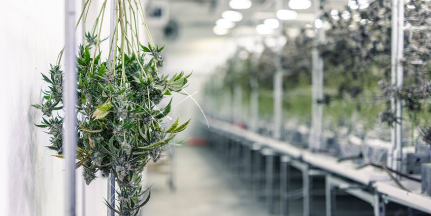 how long to dry buds