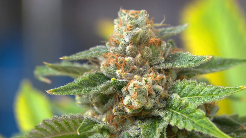A marijuana flower with orange pistils, green leaves, and white trichomes