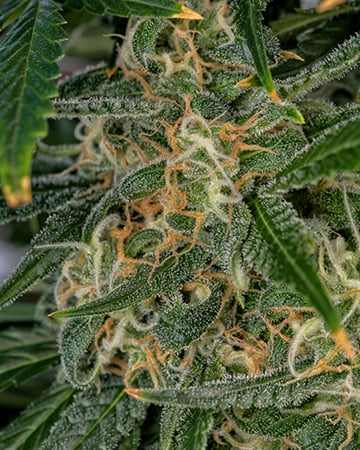 Buy Afghani Kush