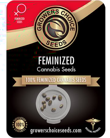 Buy Afghani Kush