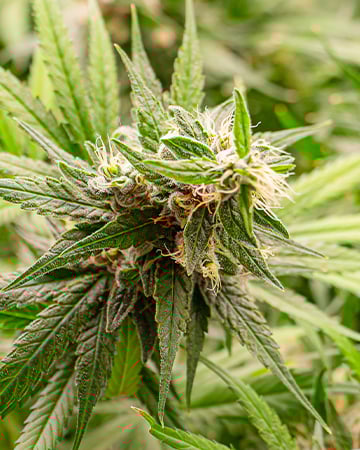 Buy Cannatonic