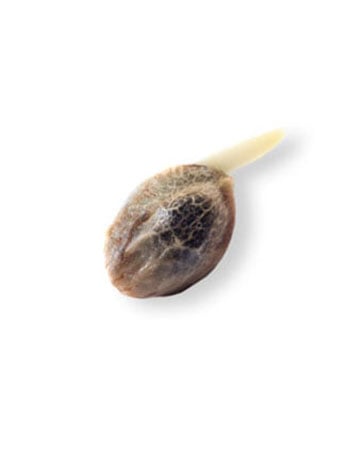 Get-Double-Dream-Feminized-Cannabis-Seed[1]