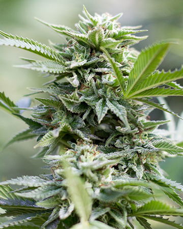 Buy Dutch Treat