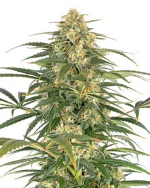 Buy Afghani Kush