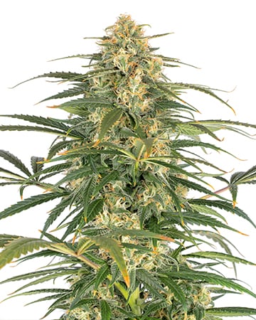 Buy Afghani Kush