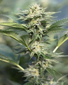 Buy Dutch Treat