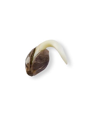 Single Cannatonic Seeds