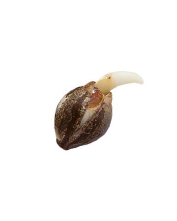 Single Grand Daddy Purple Seeds